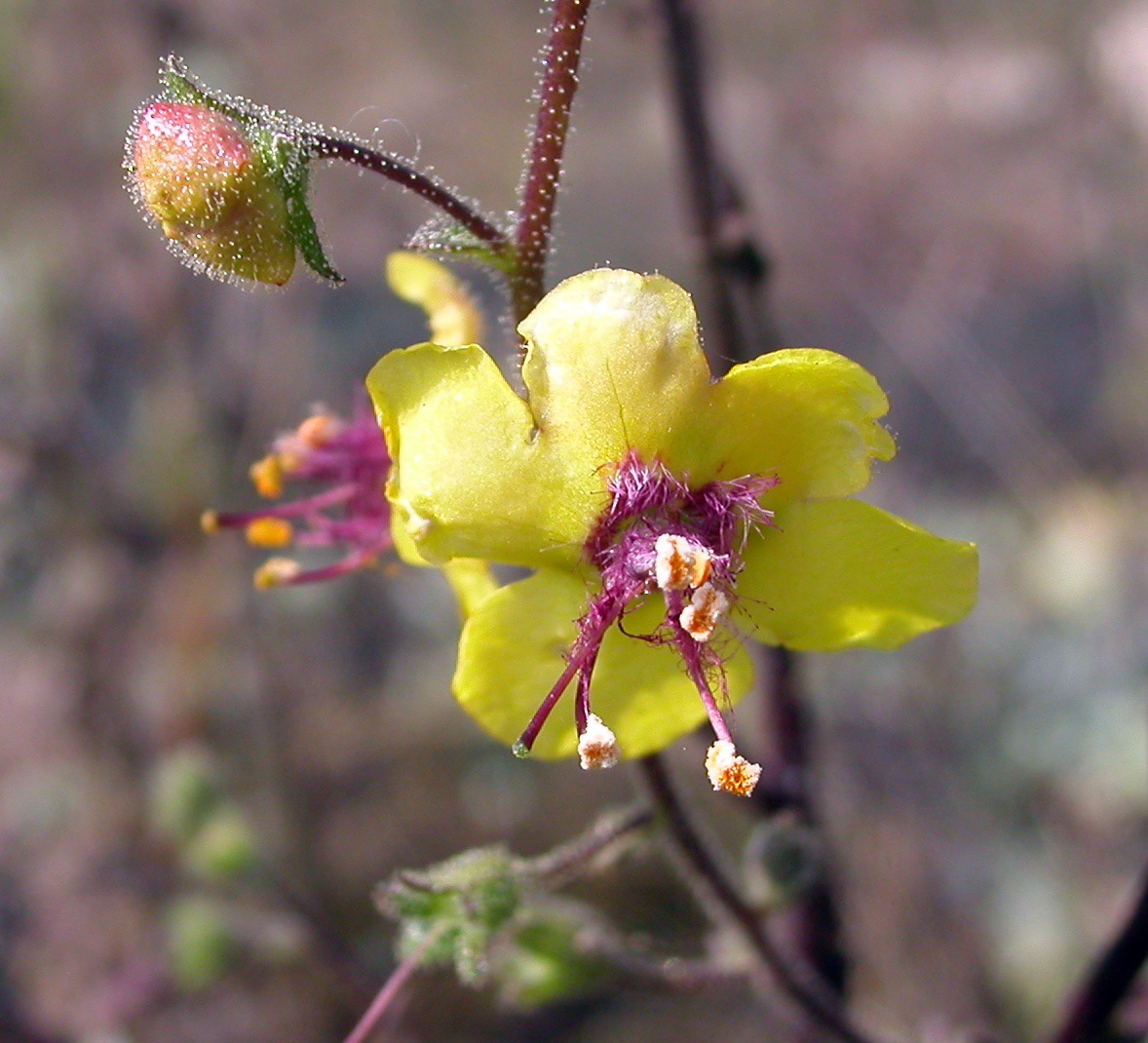 Image of Verbascum blattaria specimen.