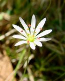 Stellaria longifolia