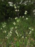 Daphne taurica. Цветущее растение. Крым, долина р. Бурульча, разреженные заросли кустарников в верхней части крутого склона. 13 мая 2018 г.