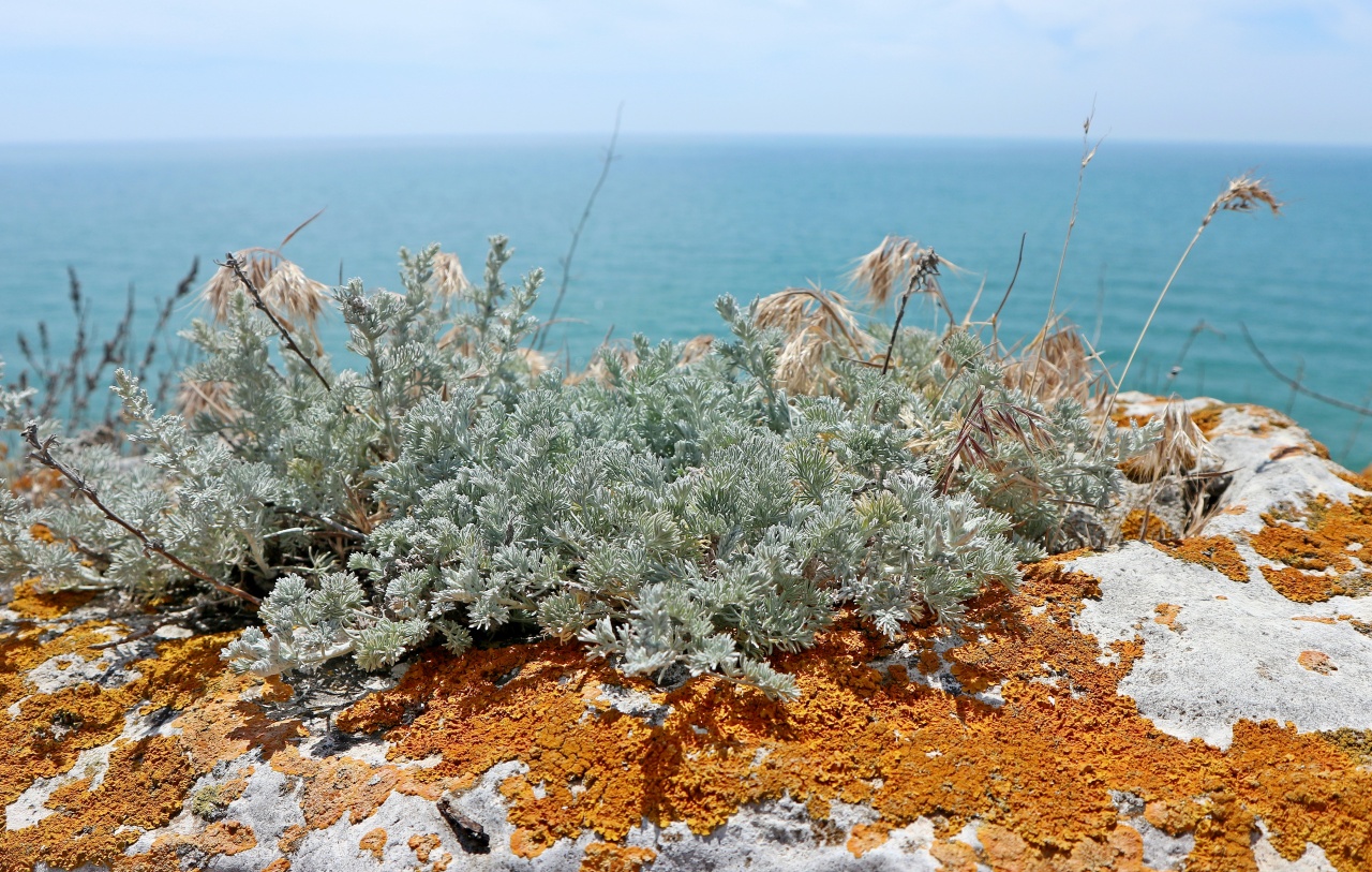 Image of genus Artemisia specimen.