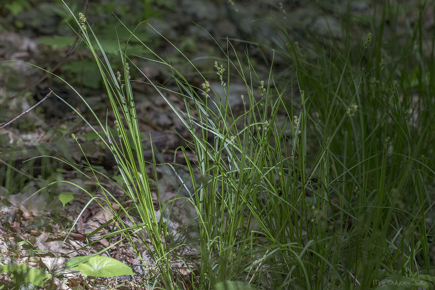 Изображение особи Carex muricata.