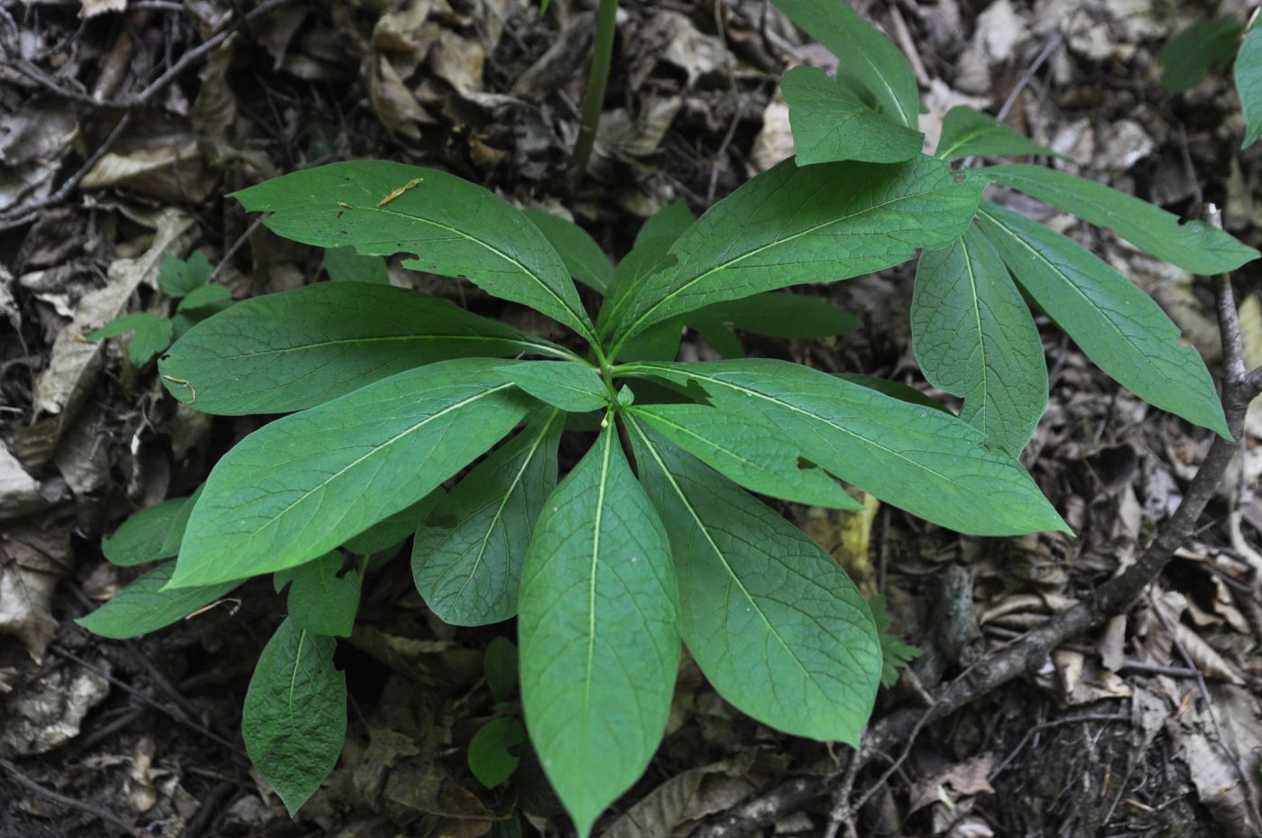 Image of Scopolia caucasica specimen.