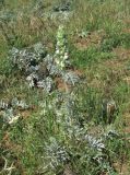 Phlomoides laciniata