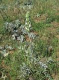 Phlomoides laciniata. Зацветающее растение, поражённое мучнисторосяным грибом. Дагестан, окр. г. Избербаш, луг. 13.05.2018.