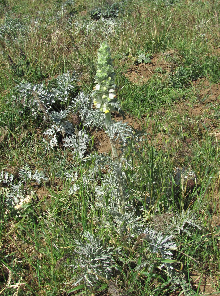 Image of Phlomoides laciniata specimen.