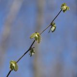 Corylus avellana