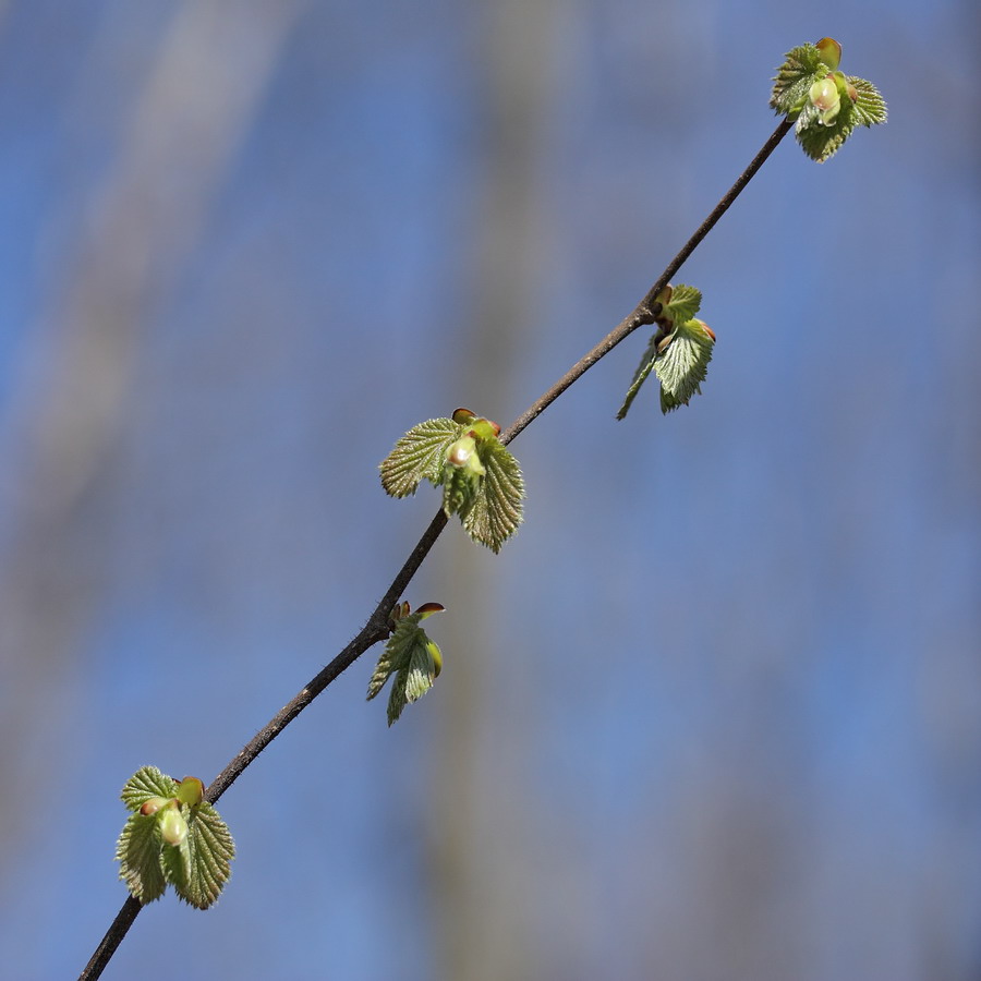 Image of Corylus avellana specimen.