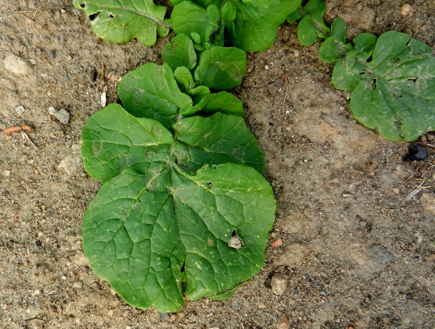 Изображение особи Brassica campestris.