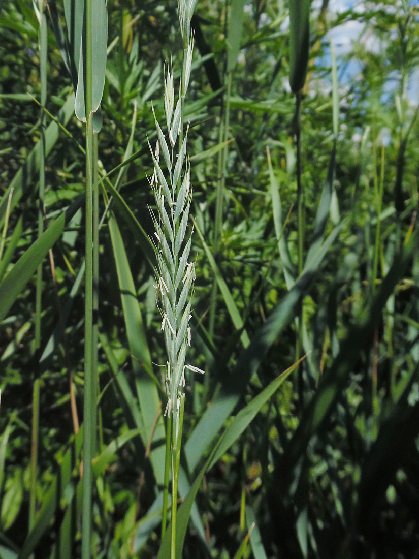 Image of Elytrigia repens specimen.