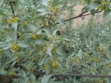 Elaeagnus commutata