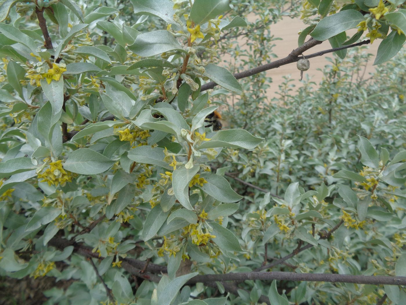 Image of Elaeagnus commutata specimen.