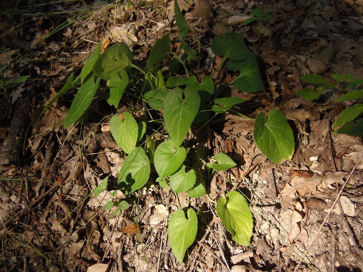Image of genus Viola specimen.