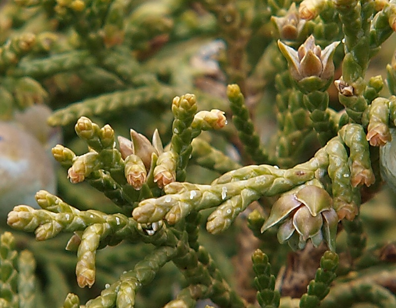 Image of Juniperus sabina specimen.