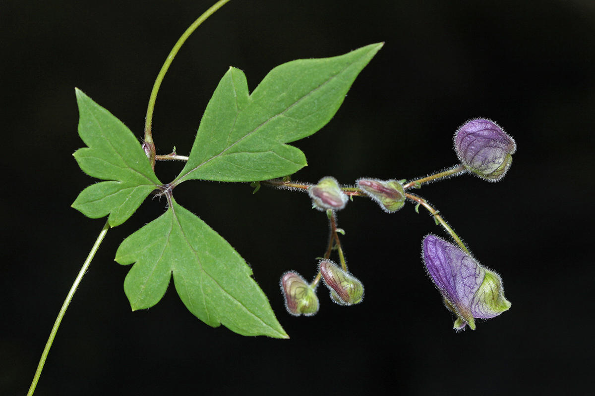 Image of Aconitum stoloniferum specimen.