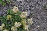 Sedum oppositifolium. Цветущее растение. Грузия, Казбегский муниципалитет, долина руч. Чаухицхали, ≈ 2450 м н.у.м, правый берег, осыпной склон. 01.08.2018.