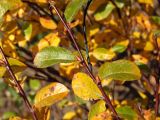 Salix saxatilis