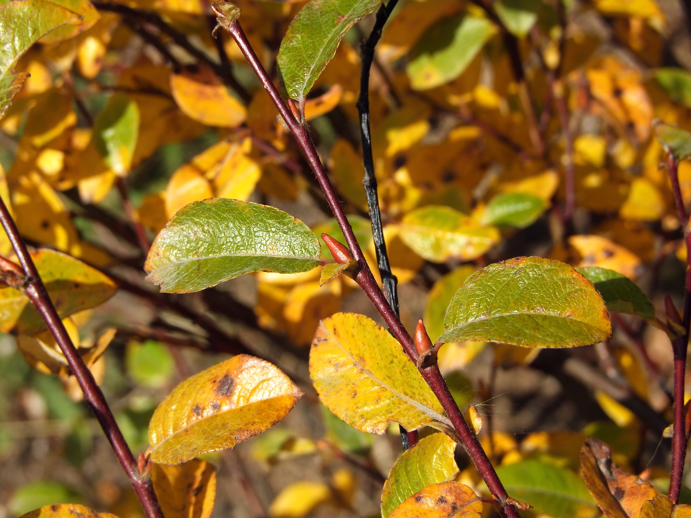 Изображение особи Salix saxatilis.