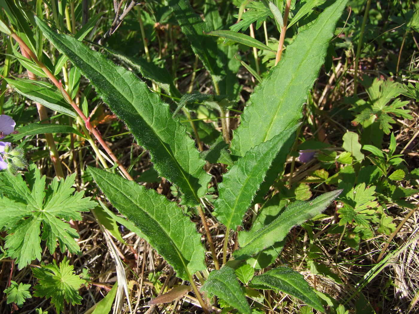 Image of Saussurea oxyodonta specimen.