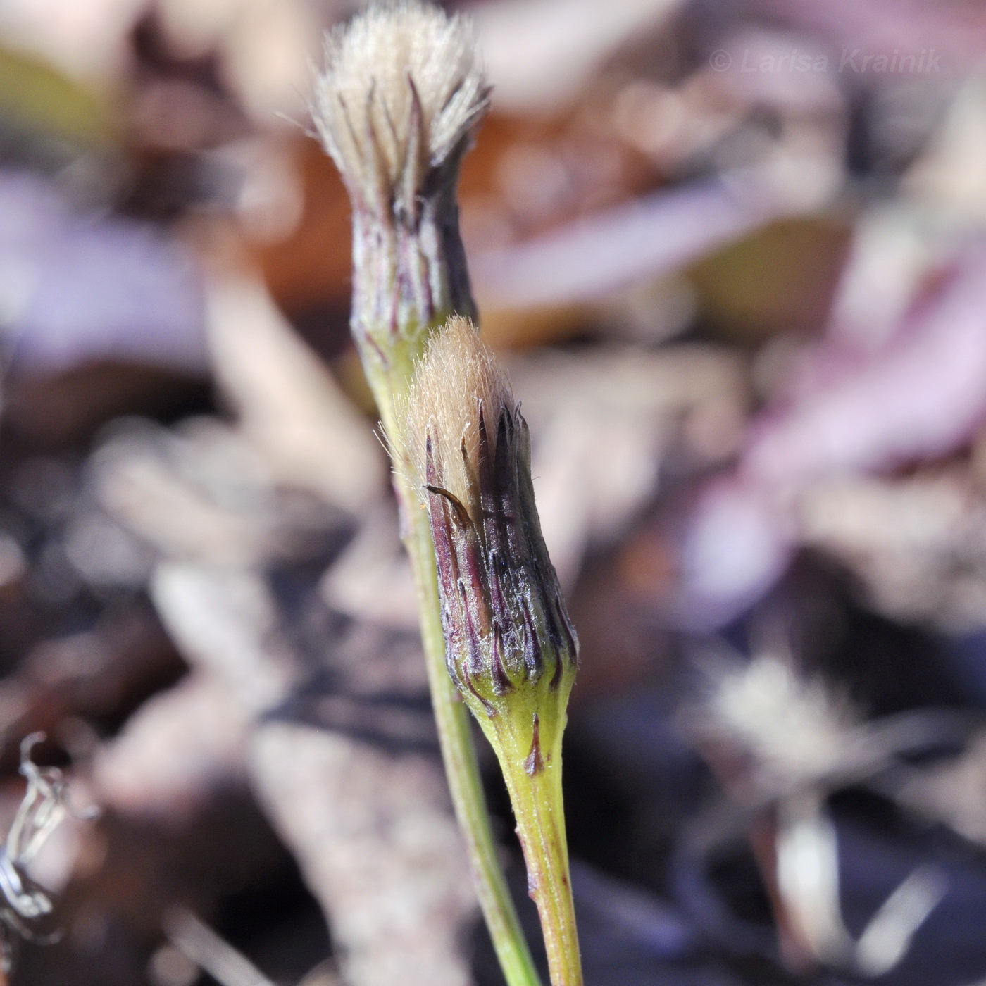 Image of Scorzoneroides autumnalis specimen.