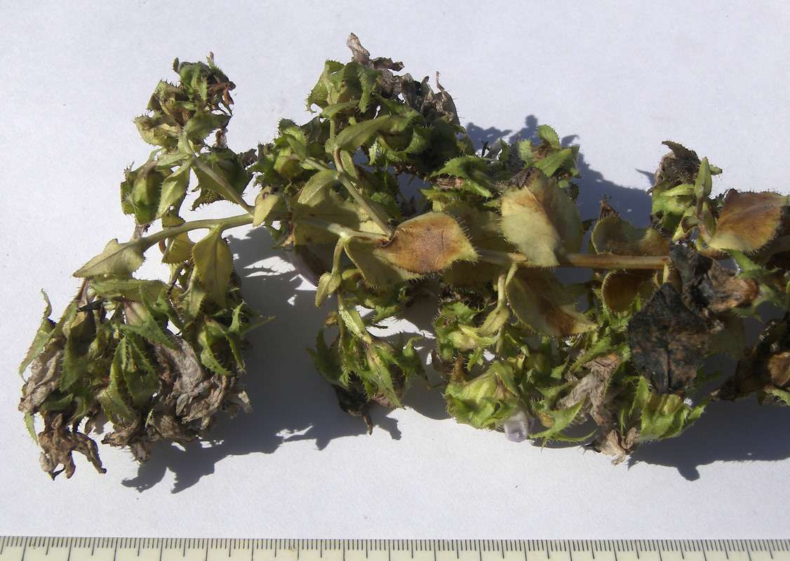 Image of Campanula mirabilis specimen.