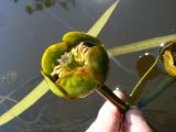 Nuphar japonica