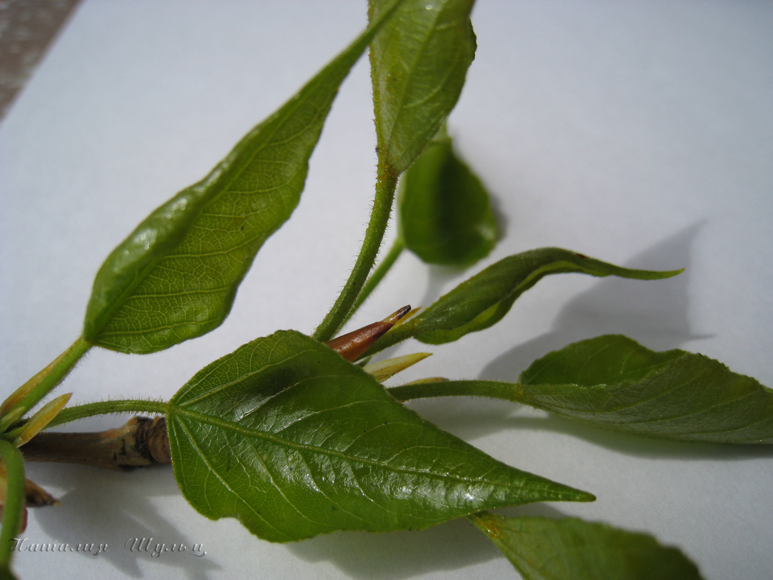 Image of Populus balsamifera specimen.