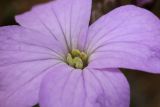 Cardamine quinquefolia