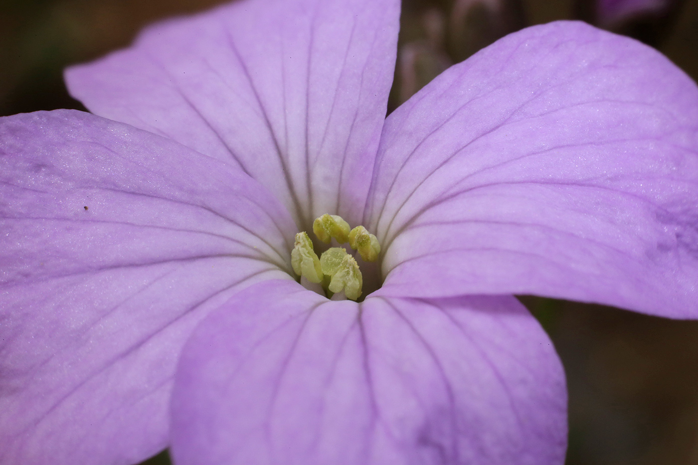 Изображение особи Cardamine quinquefolia.