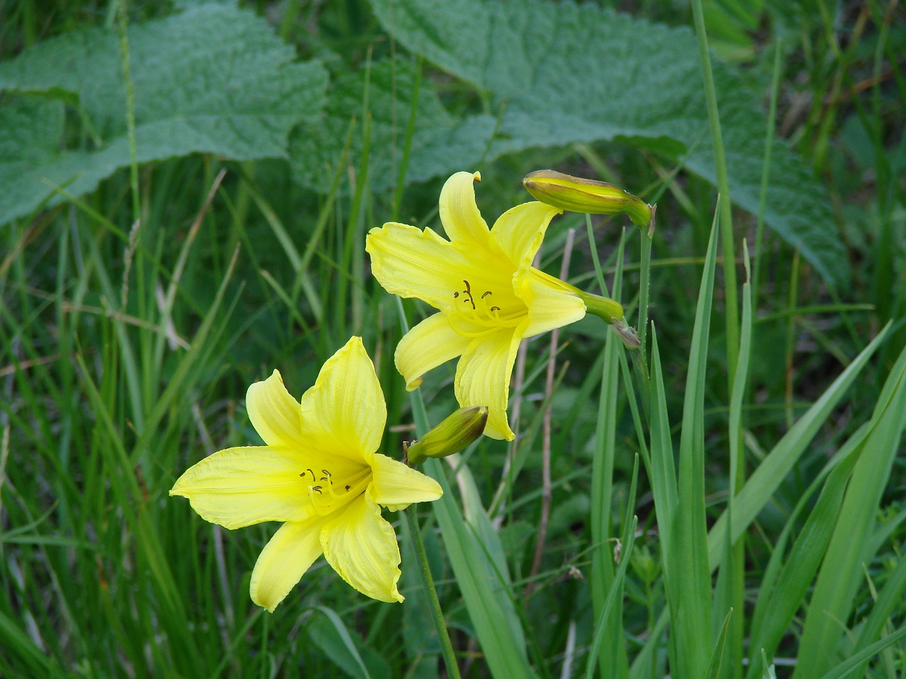 Image of Hemerocallis lilio-asphodelus specimen.