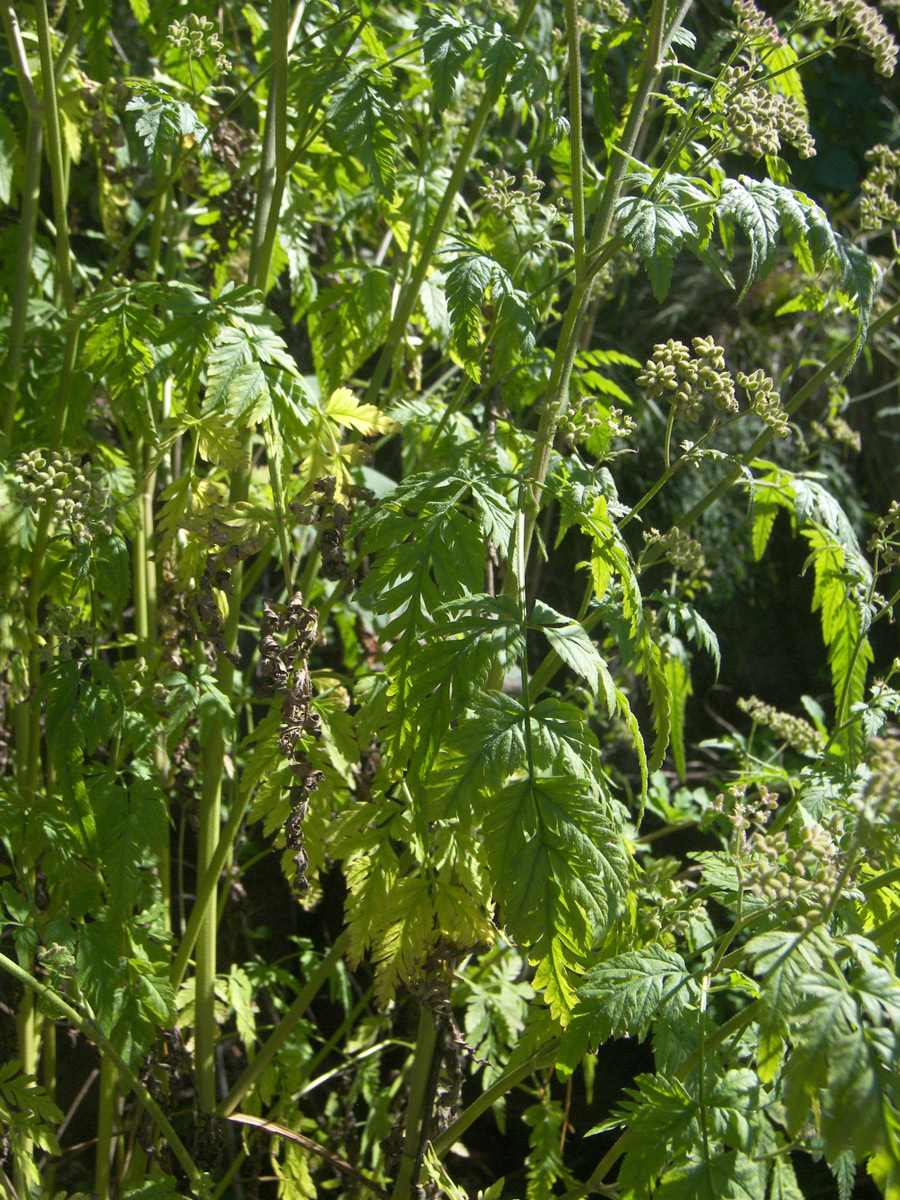 Image of Torilis japonica specimen.