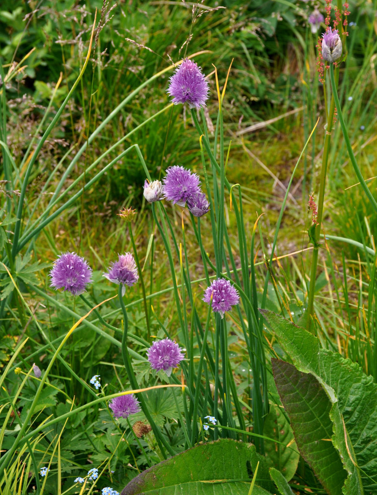 Image of Allium schoenoprasum specimen.