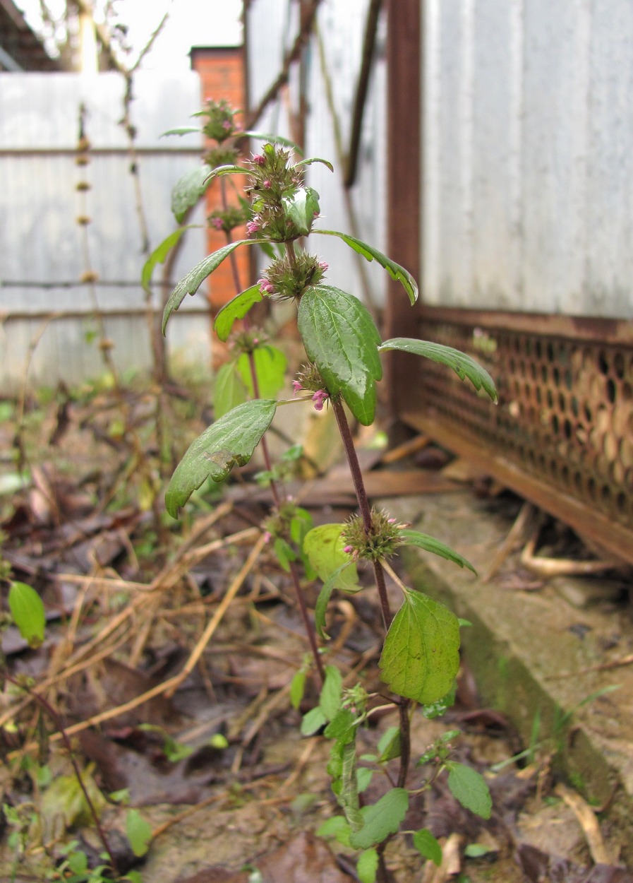 Изображение особи Chaiturus marrubiastrum.