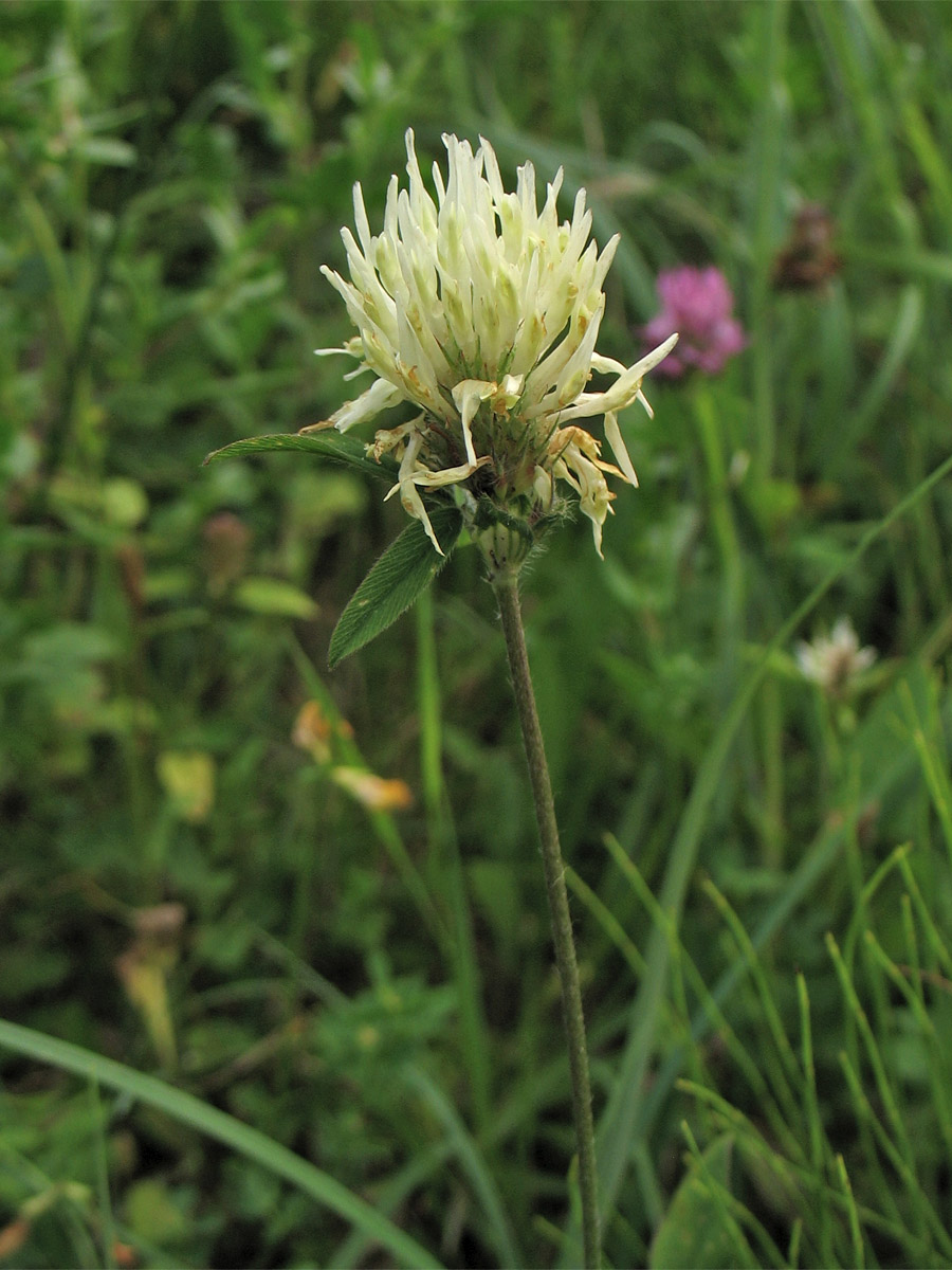 Изображение особи Trifolium ochroleucon.