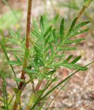 Potentilla tergemina. Часть побега. Магаданская обл., окр. г. Магадан, мкр-н Снежная Долина, на обочине дороги. 22.07.2016.