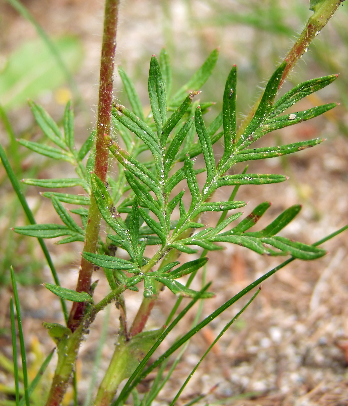 Изображение особи Potentilla tergemina.