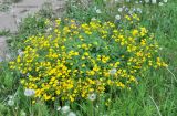 Potentilla chrysantha