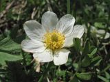 Dryas octopetala