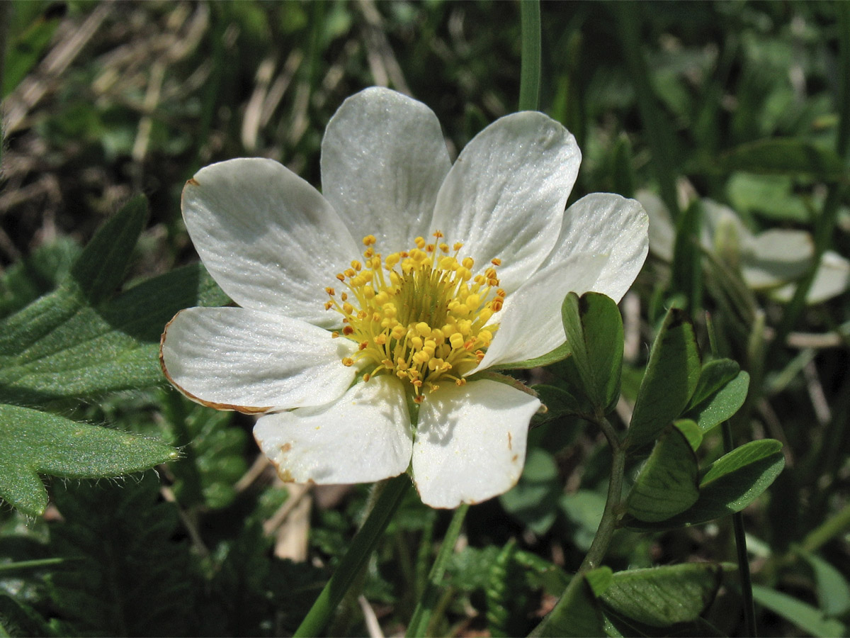 Изображение особи Dryas octopetala.