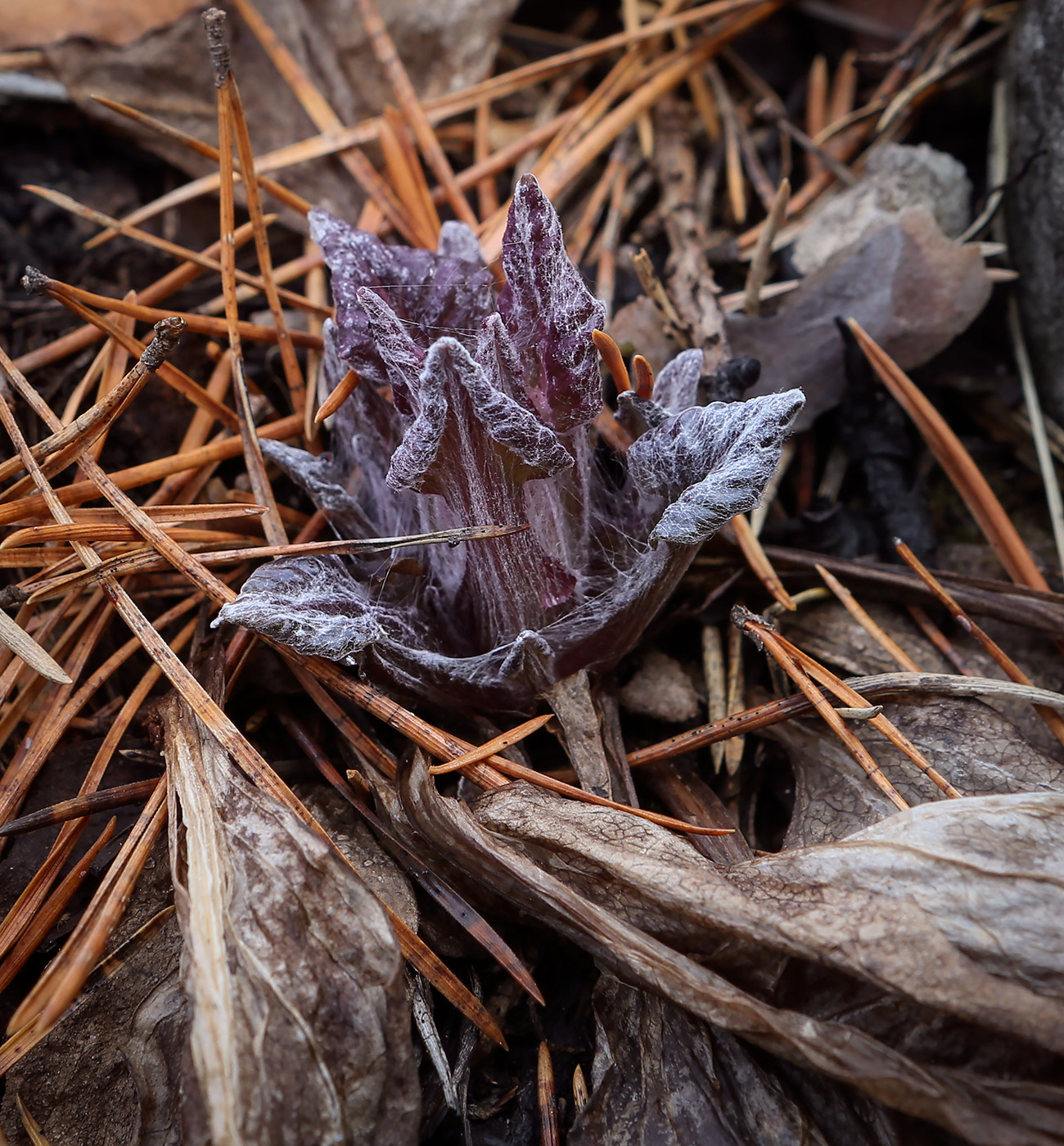 Image of Tephroseris integrifolia specimen.