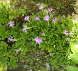 Primula minima