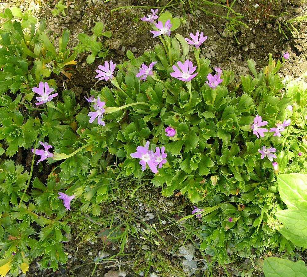 Image of Primula minima specimen.