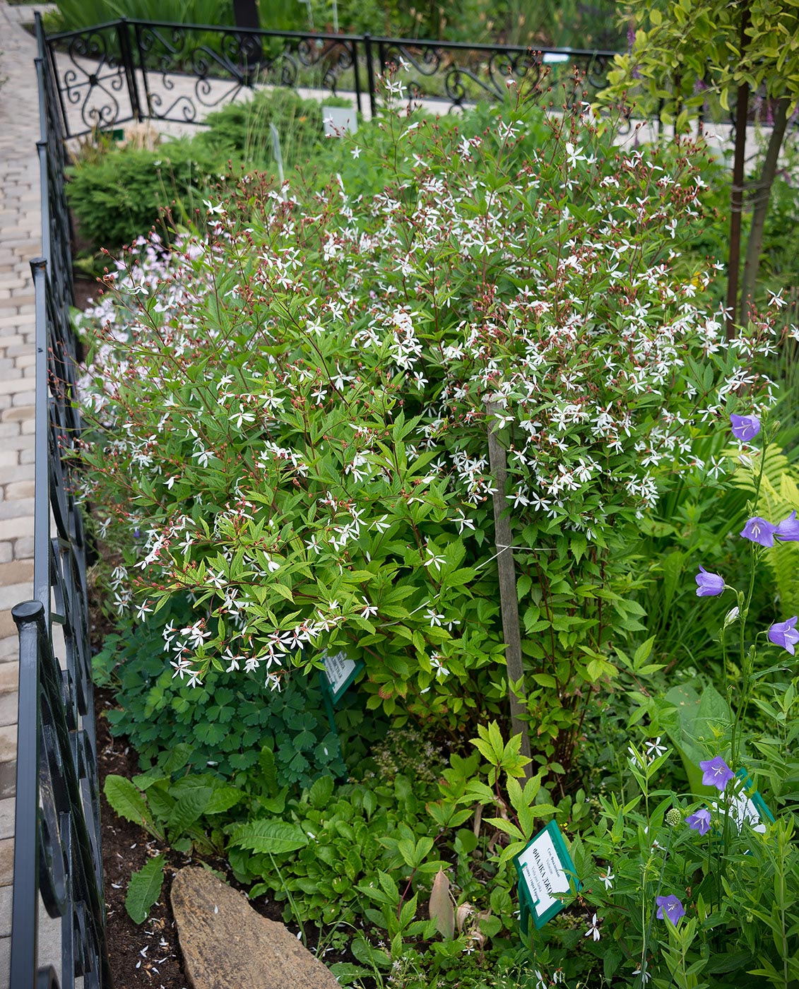 Изображение особи Gillenia trifoliata.