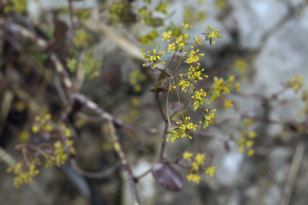 Image of Bupleurum rischawii specimen.