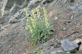 Matthiola odoratissima