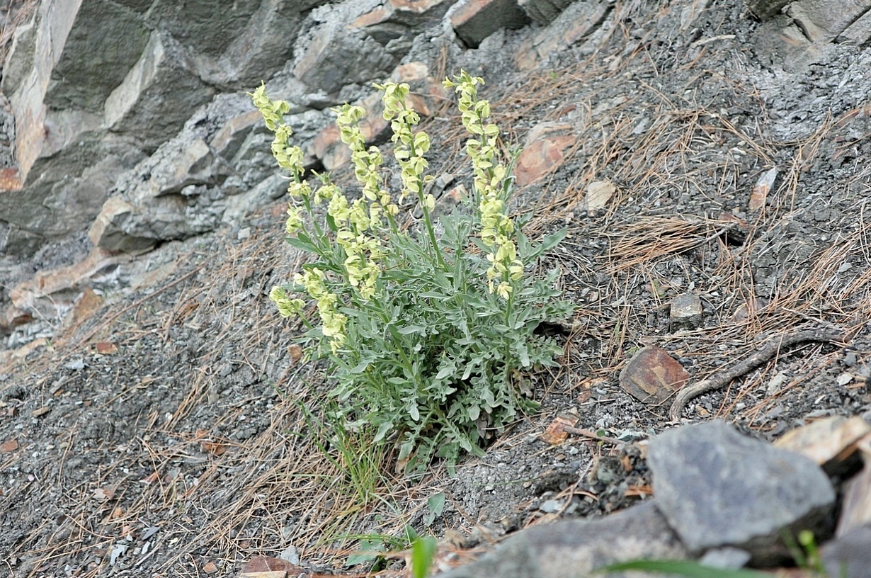 Изображение особи Matthiola odoratissima.