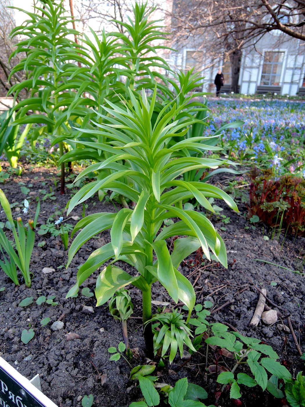 Изображение особи Fritillaria imperialis.