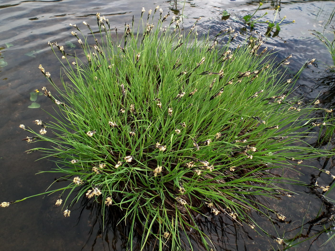 Изображение особи Carex cespitosa.
