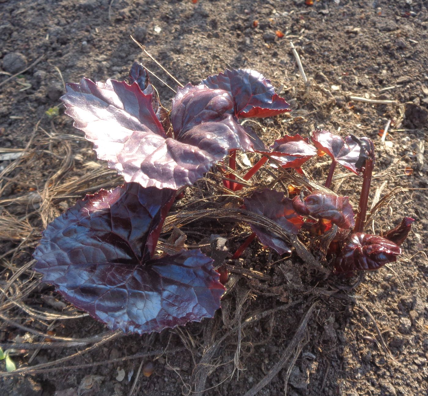 Image of Ligularia dentata specimen.