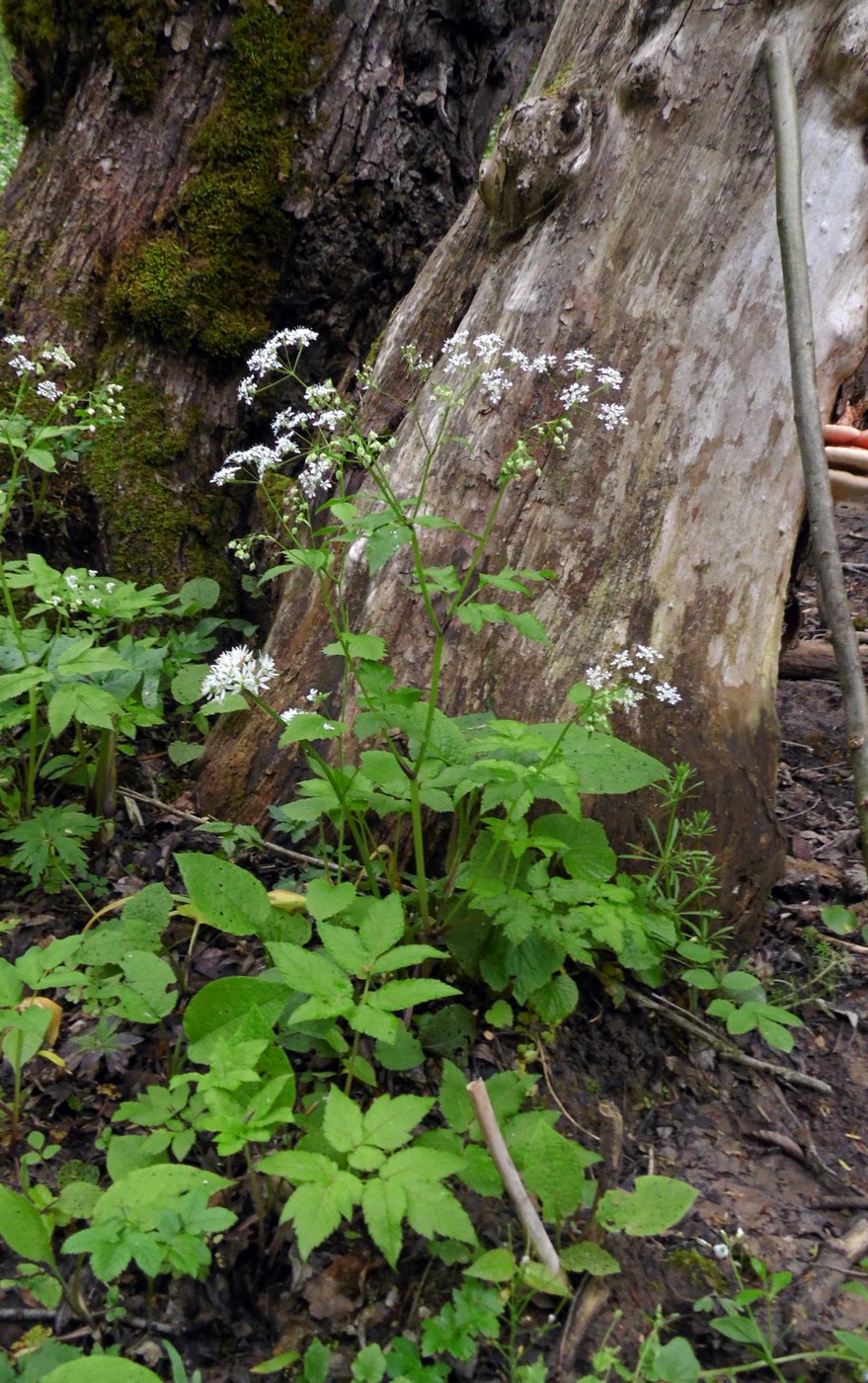 Изображение особи Anthriscus schmalhausenii.