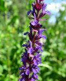 Salvia tesquicola. Часть соцветия. Москва, Якиманка, парк Музеон, в культуре. 02.06.2019.